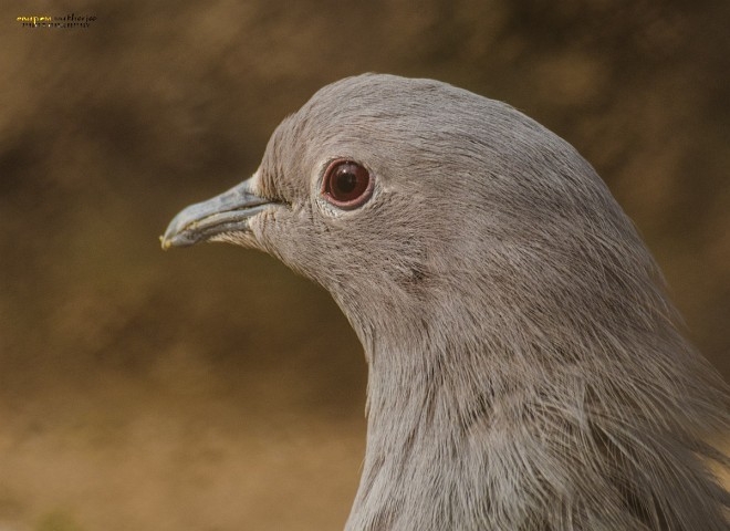 Green Imperial-Pigeon (Green) - ML379506741