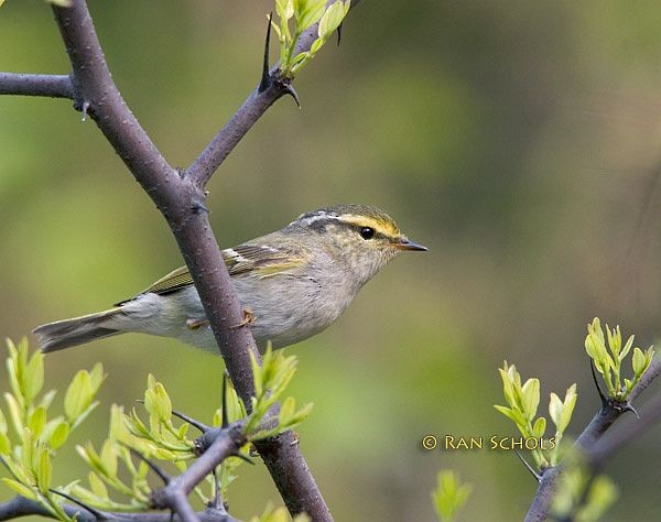 Pallas's Leaf Warbler - ML379506841