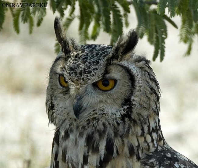 Rock Eagle-Owl - ML379506931