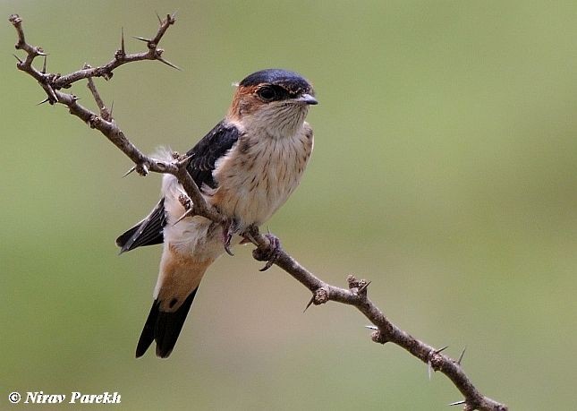 Red-rumped Swallow - ML379506941