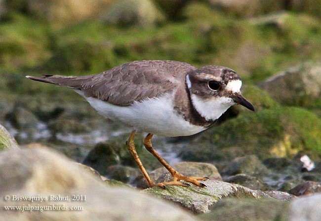 イカルチドリ - ML379507161