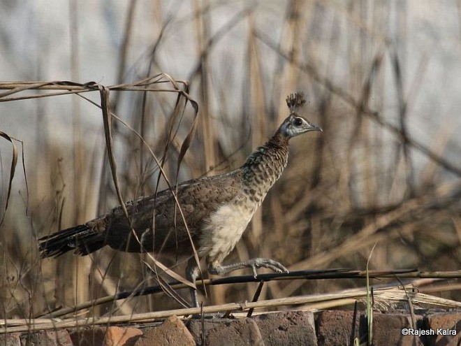 Indian Peafowl - ML379507201