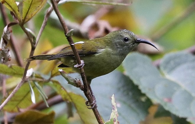 Green-tailed Sunbird - ML379507231