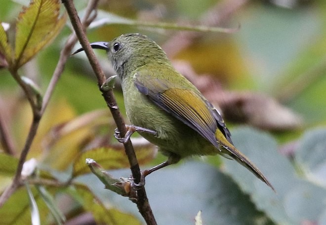 Green-tailed Sunbird - ML379507291