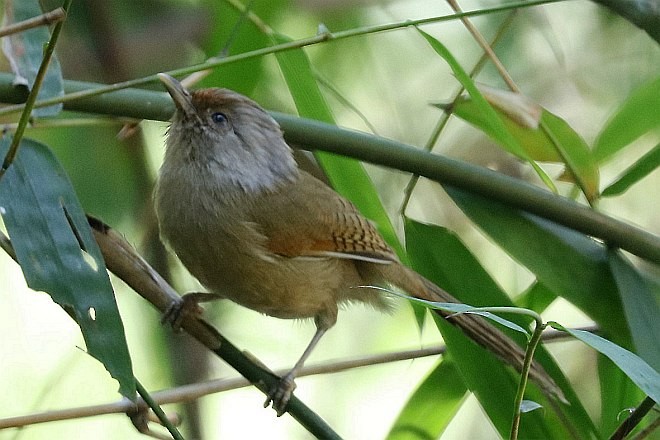 Rusty-fronted Barwing - ML379507301