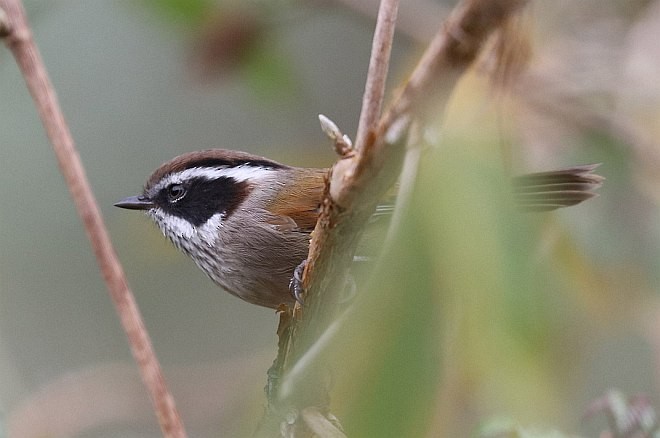 White-browed Fulvetta - ML379507311