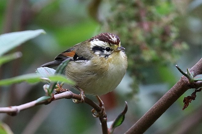 Rufous-winged Fulvetta - ML379507331