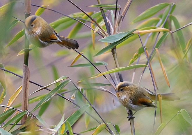 Fulvous Parrotbill - ML379507371