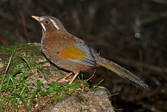 White-whiskered Laughingthrush - ML379508141