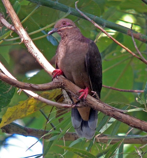 Amethyst Brown-Dove (Amethyst) - ML379508271
