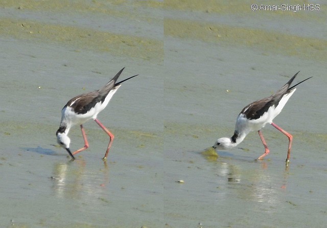 Black-winged Stilt - ML379508531