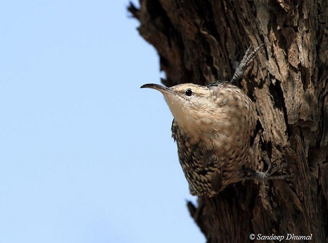 Indian Spotted Creeper - ML379508601