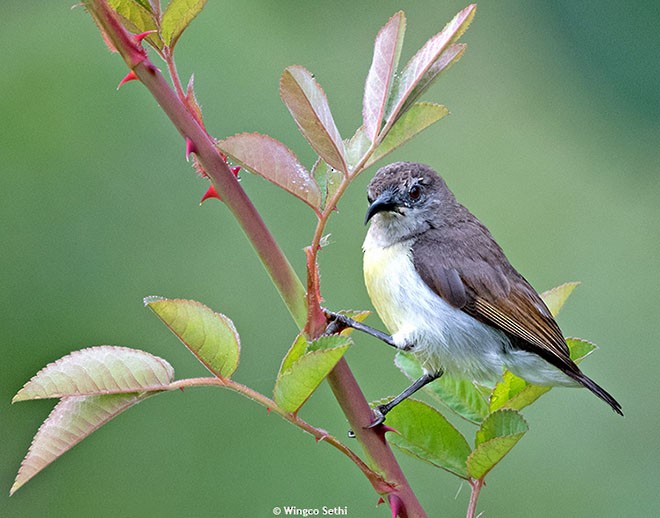 Purple-rumped Sunbird - ML379508721