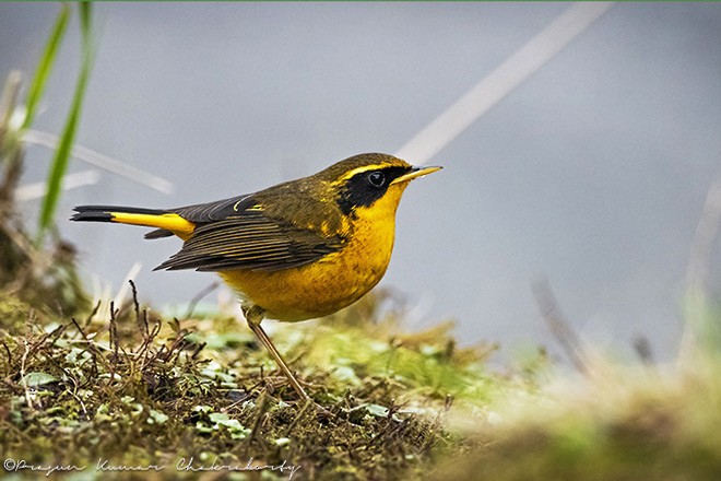 Golden Bush-Robin - ML379508741