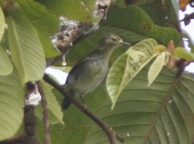 Leyte Plumed-Warbler - ML379508921