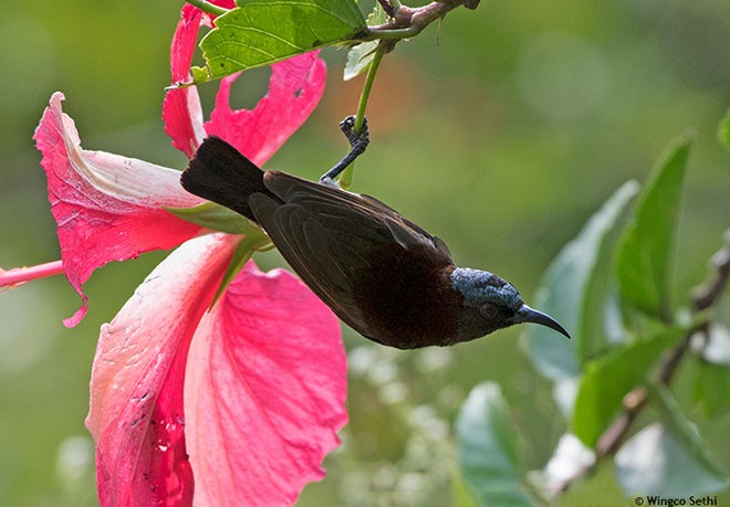 Purple-rumped Sunbird - ML379509031