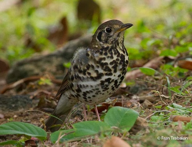 Chinese Thrush - ML379509171