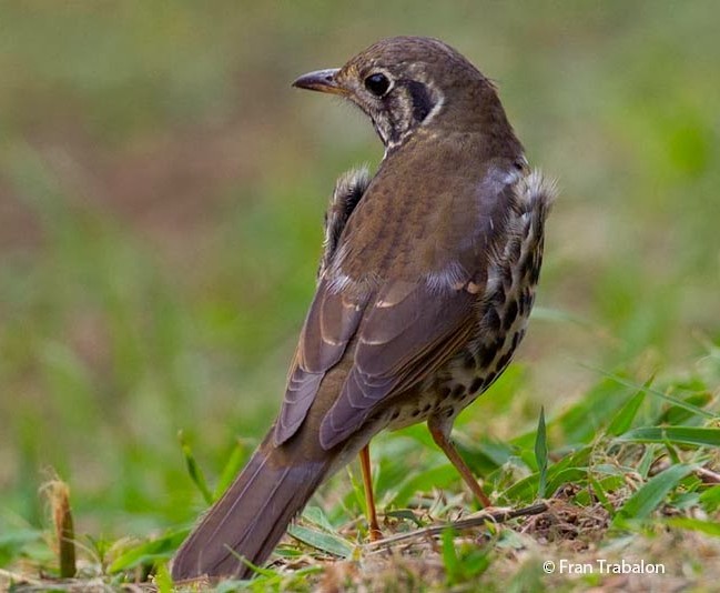 Chinese Thrush - Fran Trabalon