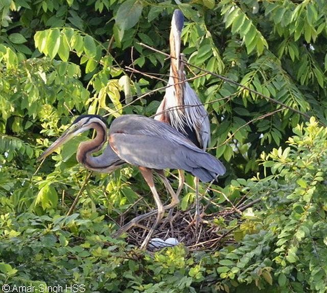 Purple Heron (Purple) - Amar-Singh HSS