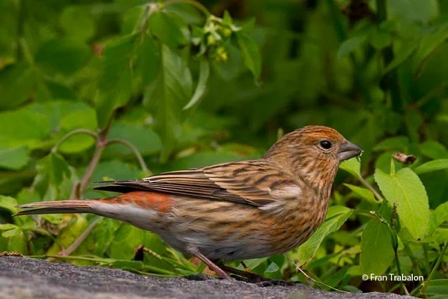 Pallas's Rosefinch - Fran Trabalon