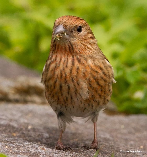 Pallas's Rosefinch - Fran Trabalon