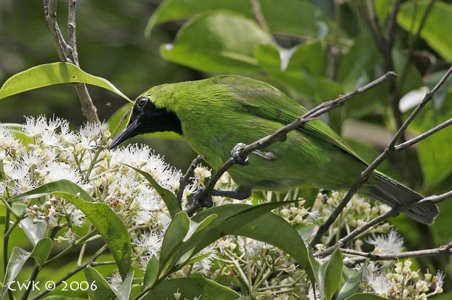 Greater Green Leafbird - ML379509341