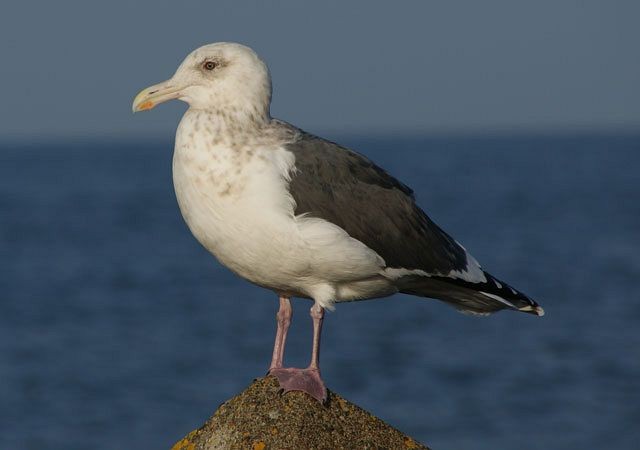 Slaty-backed Gull - Peter MacKenzie