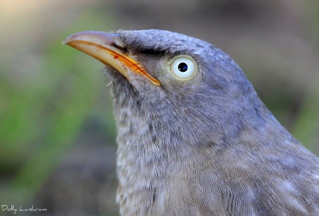 Jungle Babbler - ML379509681