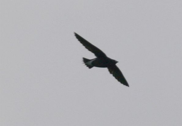 Brown-backed Needletail - ML379509731