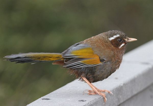 White-whiskered Laughingthrush - ML379509751