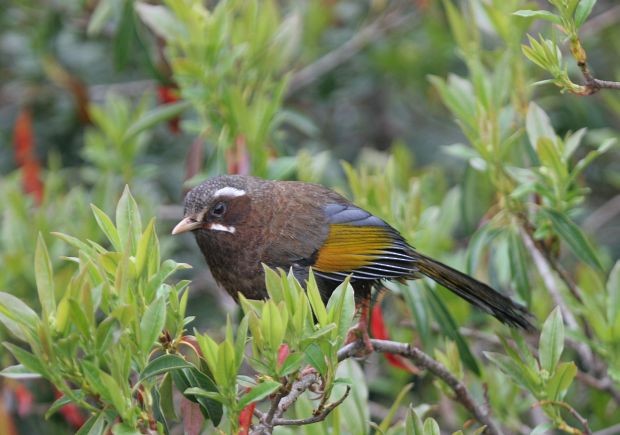 White-whiskered Laughingthrush - ML379509781