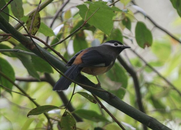 White-eared Sibia - ML379509801