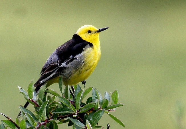 Citrine Wagtail - Jun Tang