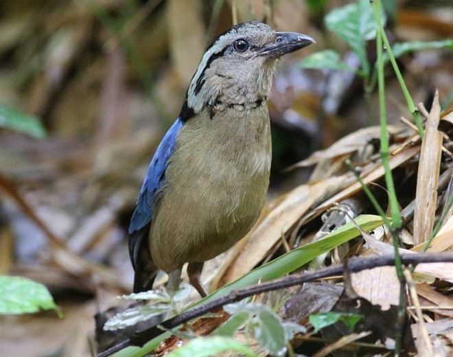 Giant Pitta - Lay Win