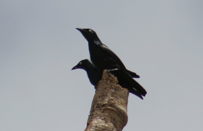 Asian Glossy Starling - ML379510121