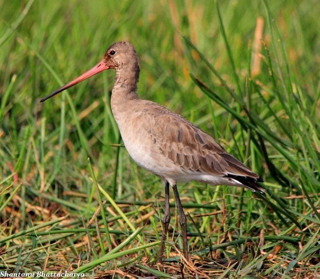 Black-tailed Godwit - Shantanu Bhattacharya