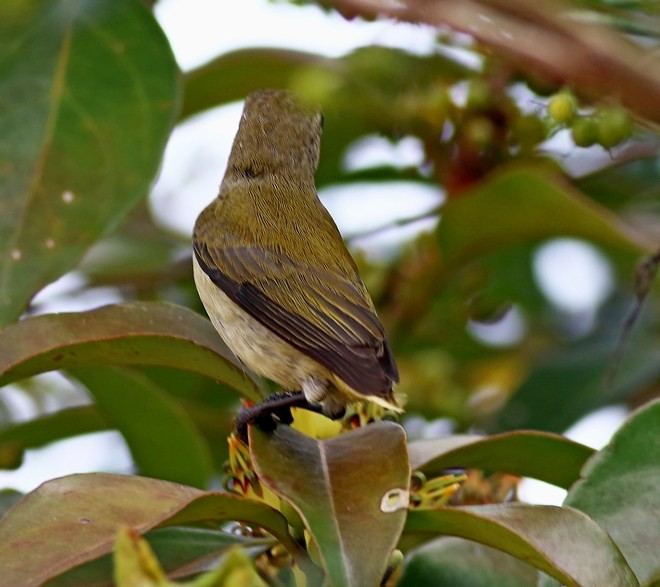 Andaman Flowerpecker - ML379510801