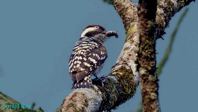 Brown-capped Pygmy Woodpecker - ML379510851