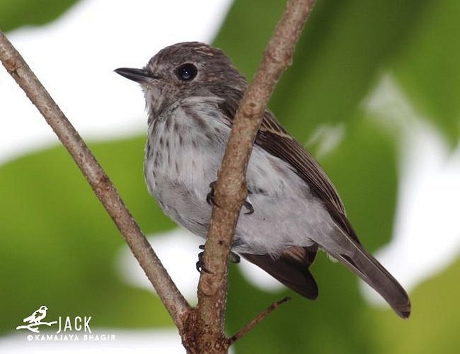 Sulawesi Brown Flycatcher - ML379511061