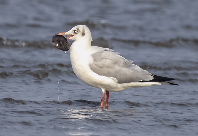 Mouette du Tibet - ML379511111