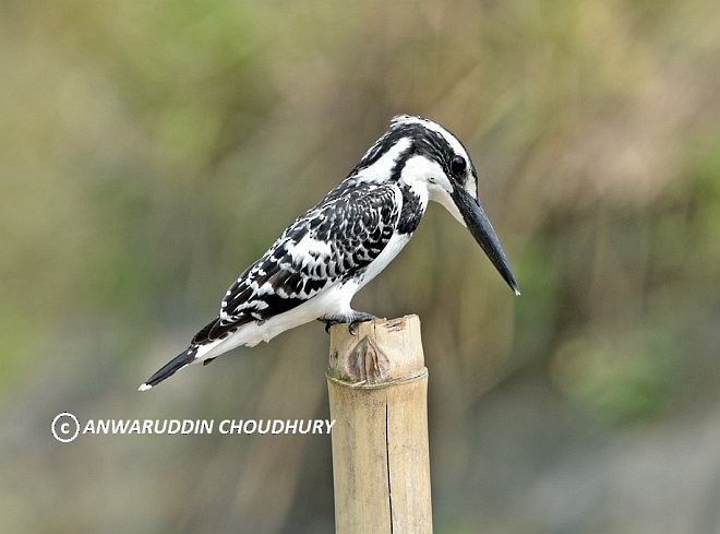 Pied Kingfisher - Anwaruddin Choudhury