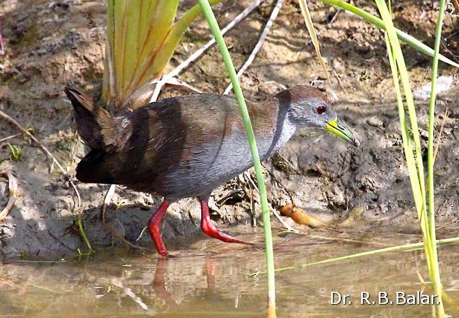 Brown Crake - ML379511431