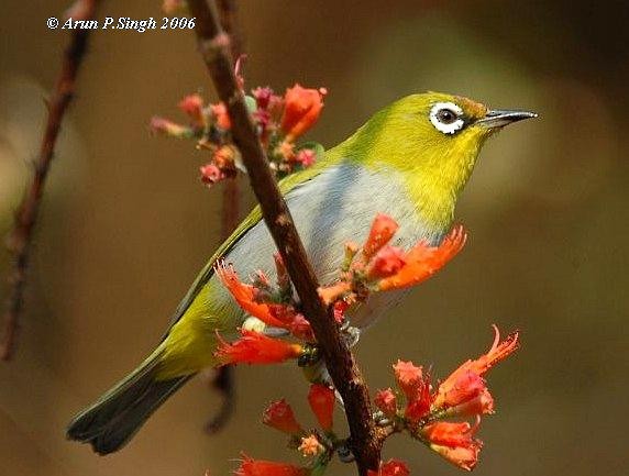 Indian White-eye - ML379511591