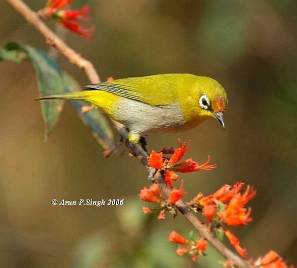 Indian White-eye - ML379511601