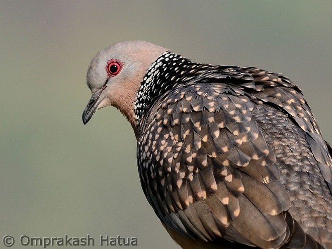 カノコバト（suratensis／ceylonensis） - ML379511671