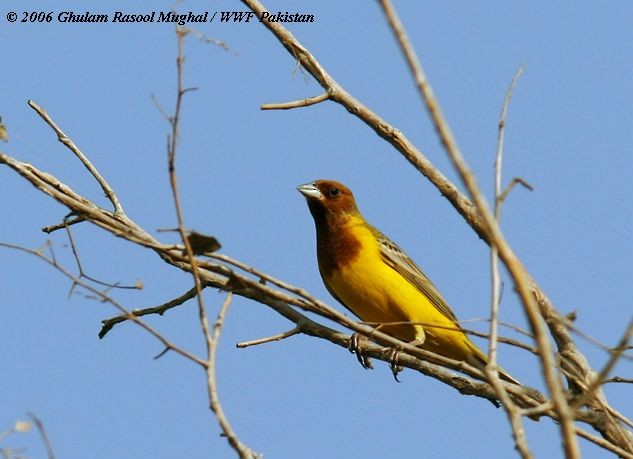 Red-headed Bunting - ML379512231