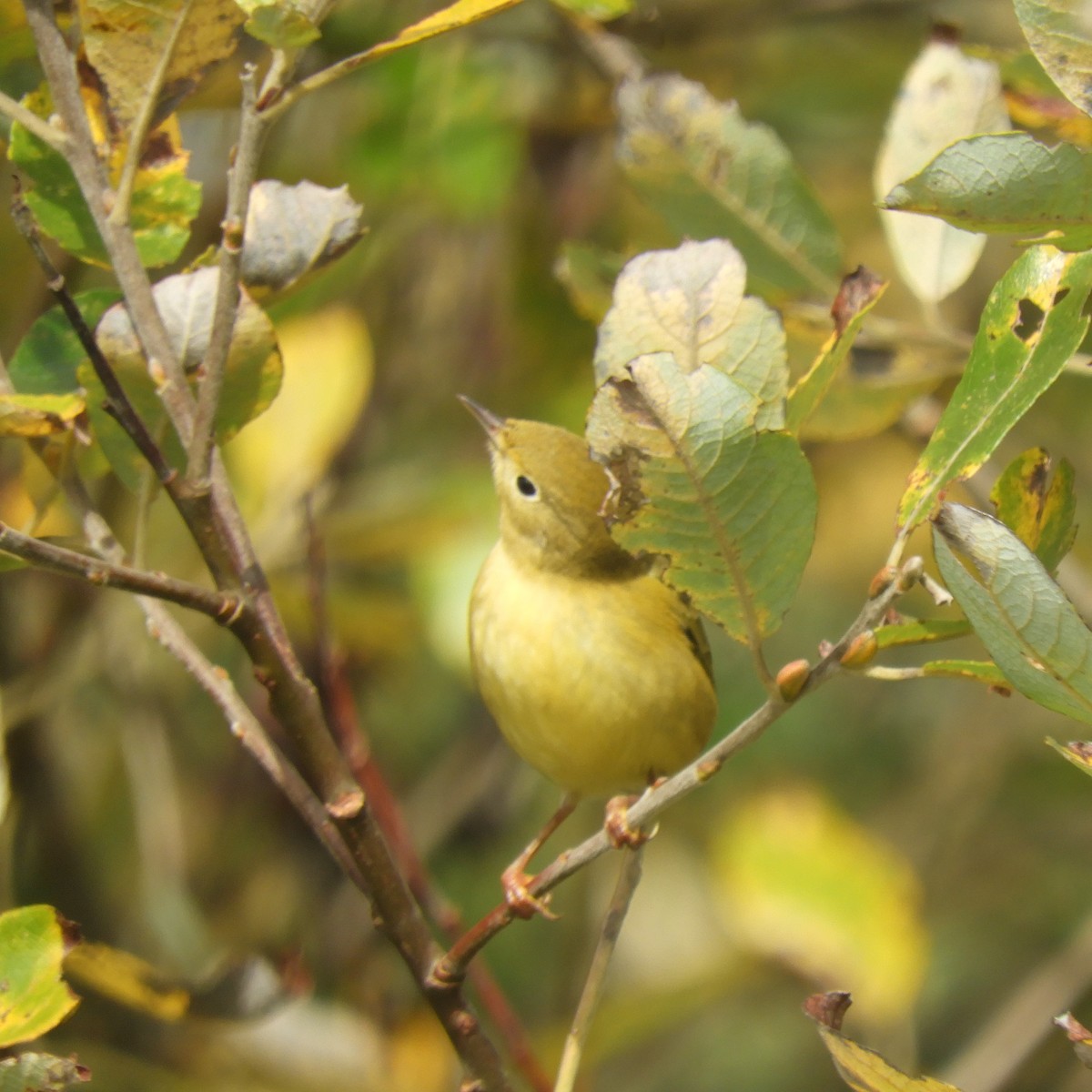 Yellow Warbler - Cliff Cordy