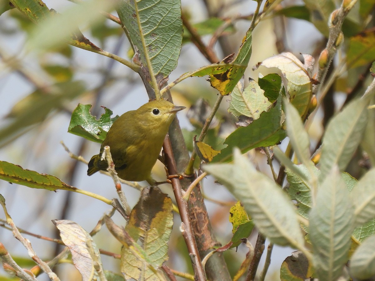 Paruline jaune - ML379512371