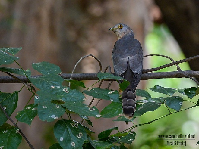 Common Hawk-Cuckoo - ML379512501