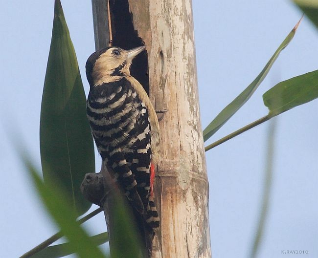 Fulvous-breasted Woodpecker - Kshounish Ray